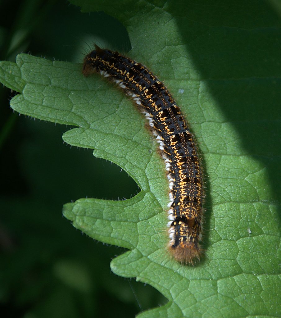 Grasglucke (Euthrix potatoria)_DSC_6743 -1