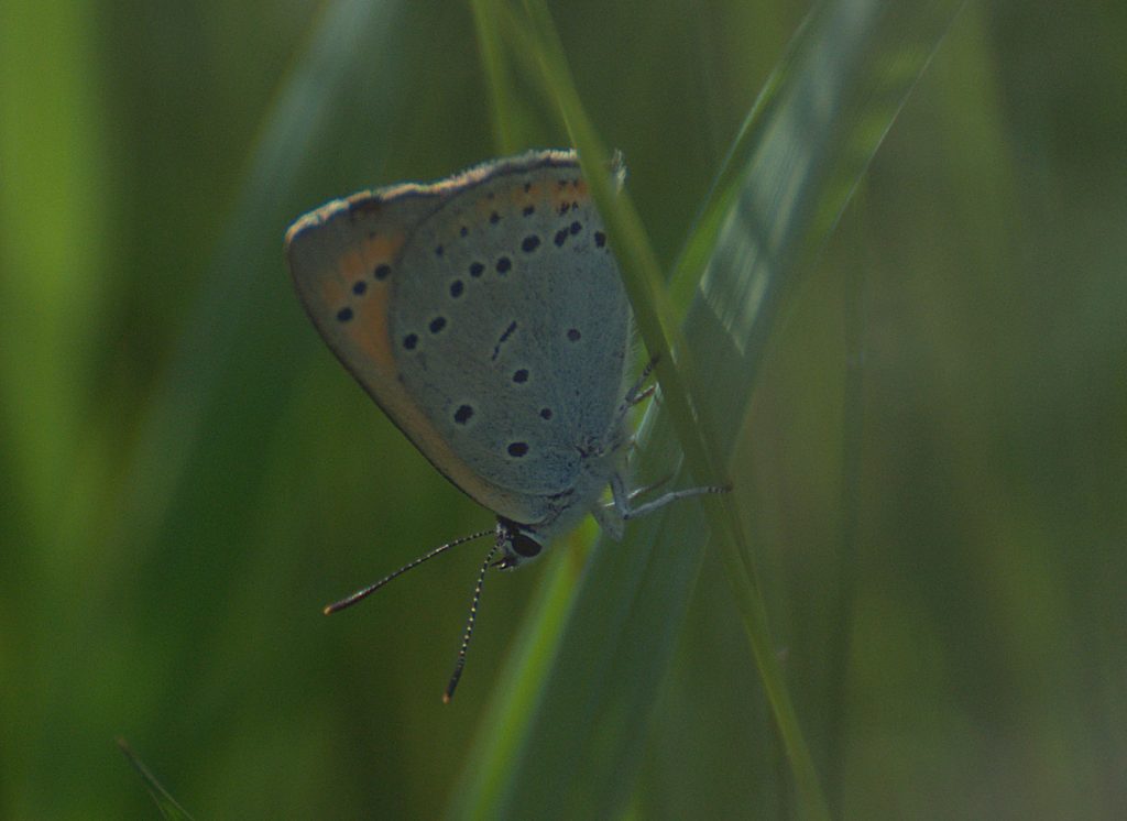 Großer Feuerfalter (Lycaena dispar)_DSC_3904 -1