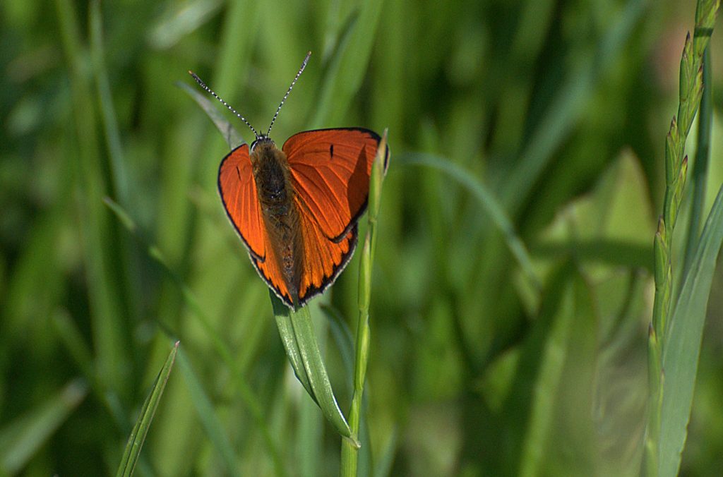 Großer Feuerfalter (Lycaena dispar)_DSC_4106 -1