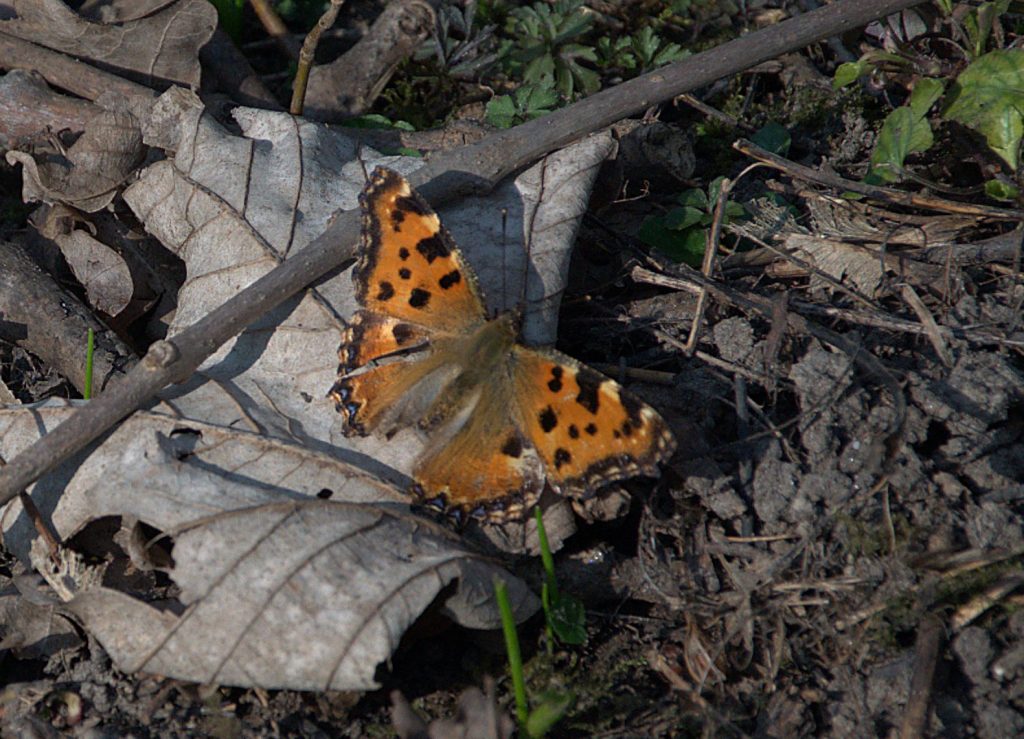 Großer Fuchs (Nymphalis polychloros)_DSC_3100 -1