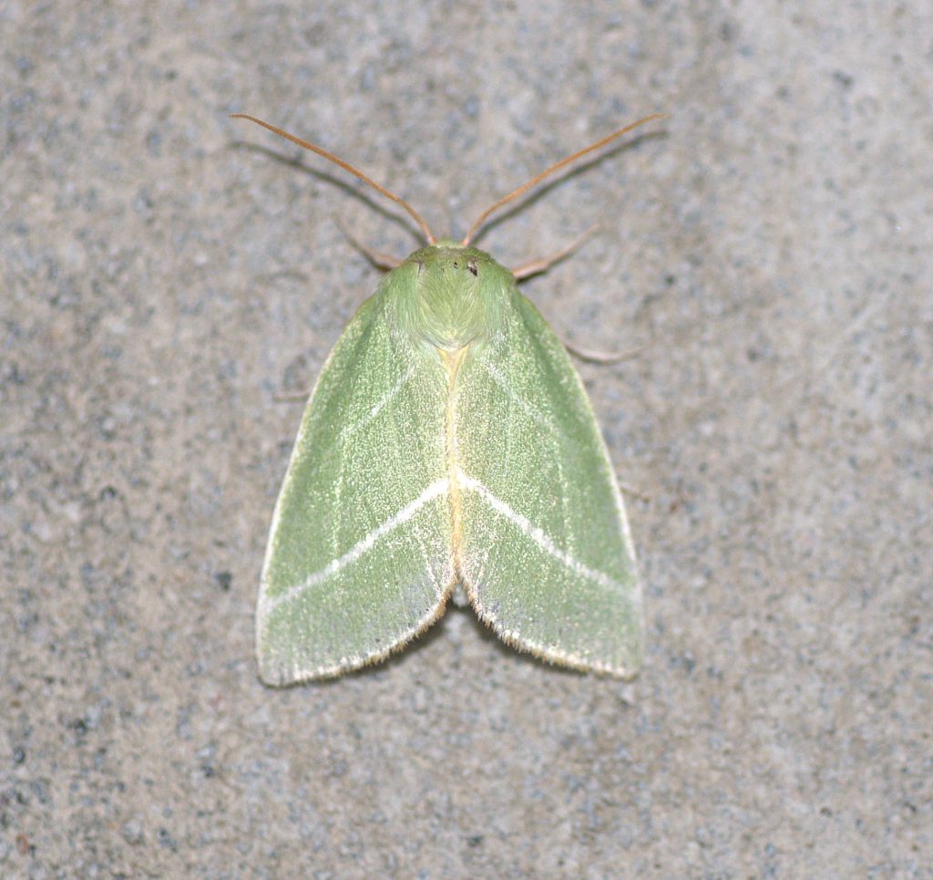 Jägerhütchen (Pseudoips prasinana)_DSC_2301