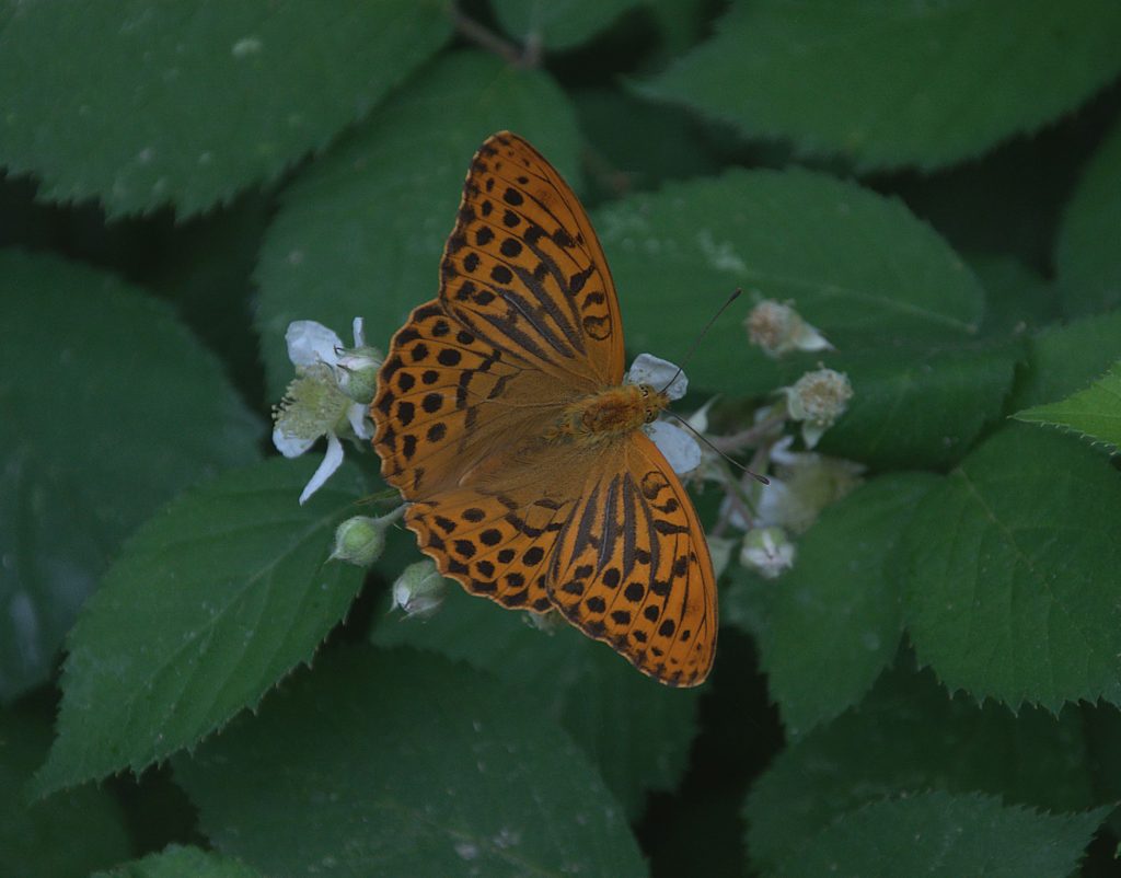 Kaisermantel (Argynnis paphia) M_DSC_2035 -1