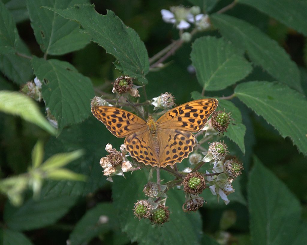 Kaisermantel (Argynnis paphia) W_DSC_2018 -1