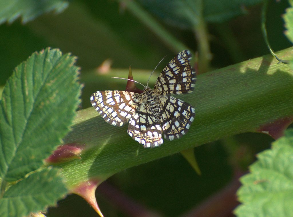 Klee-Gitterspanner (Chiasmia clathrata)_DSC_5730 -1