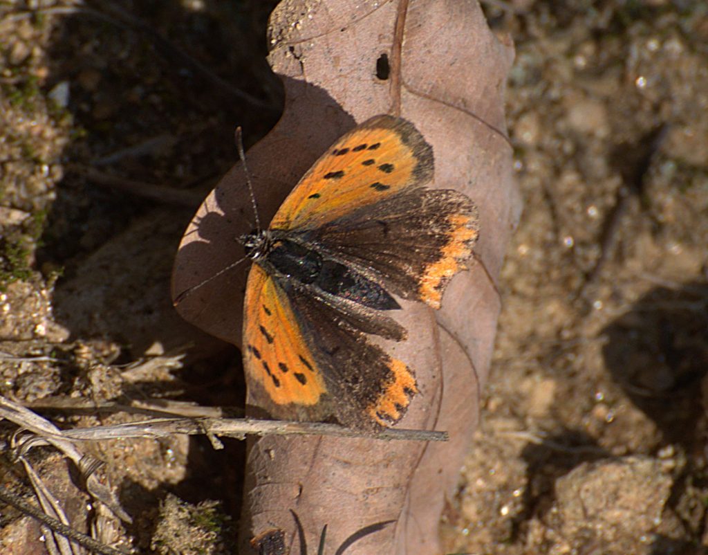 Kleiner Feuerfalter (Lycaena phlaeas)_DSC_5569 -1