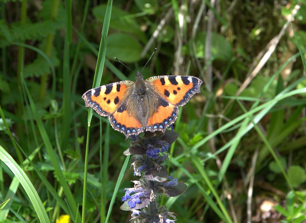 Kleiner Fuchs (Aglais urticae)_DSC_3125 -1
