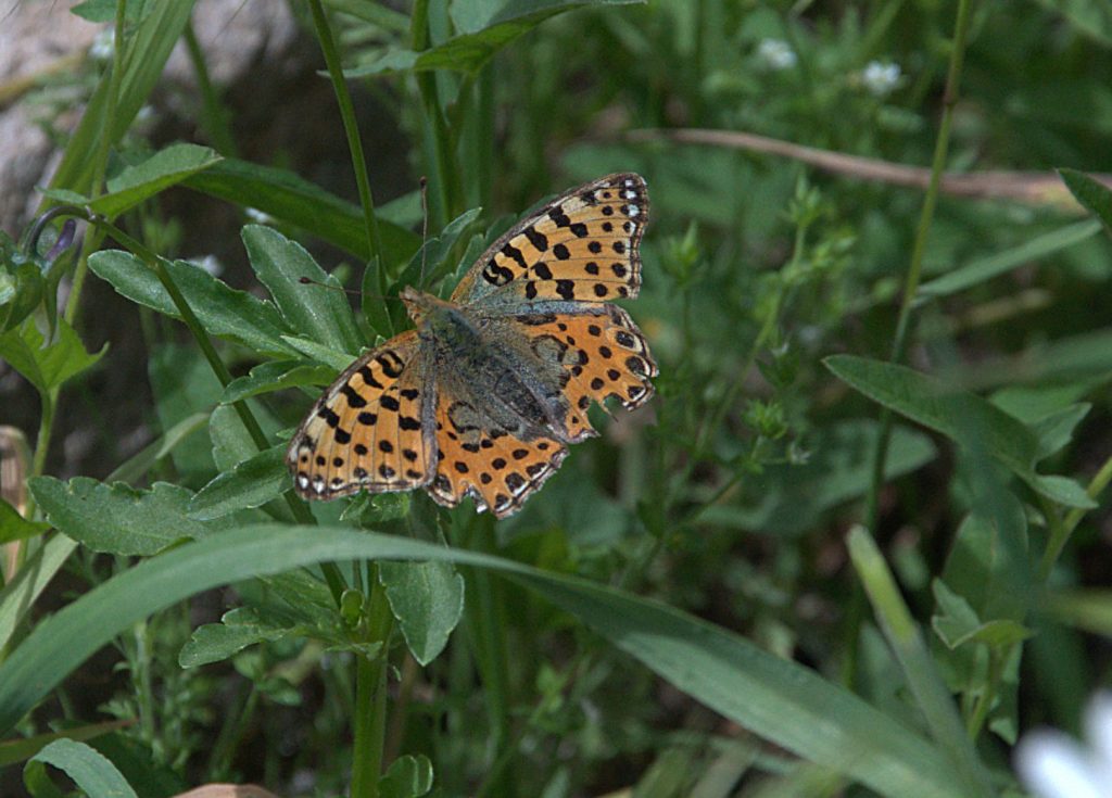 Kleiner Perlmutterfalter (Issoria lathonia)_DSC_9514 -1