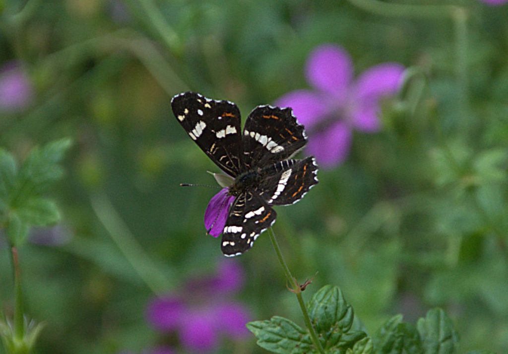 Landkärtchen (Araschnia levana)_DSC_1290 -2