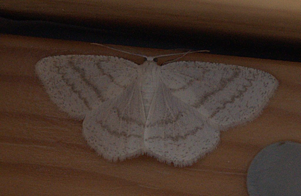 Linienspanner (Cabera pusaria)_DSC_1179 -1