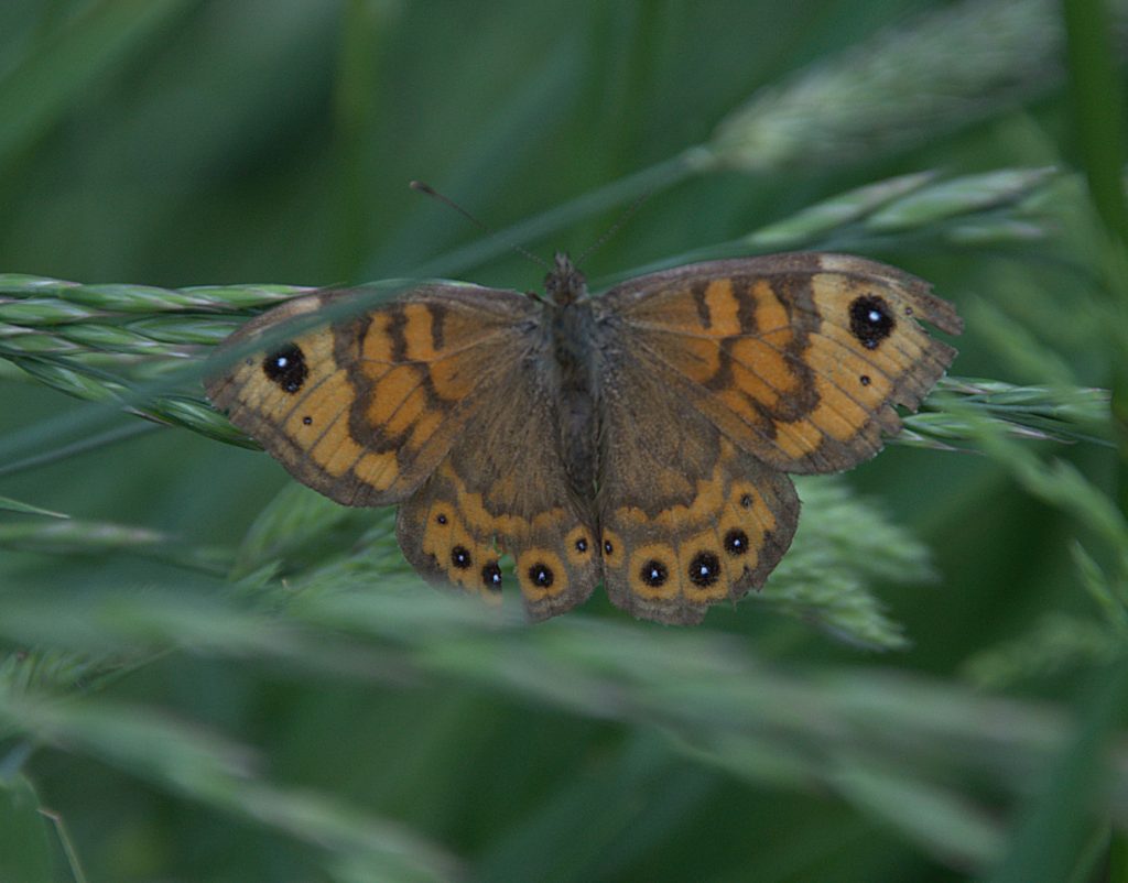 Mauerfuchs (Lasiommata megera)_DSC_6676 -1