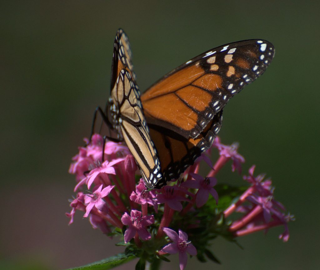 Monarch (Danaus plexippus)_DSC_3620