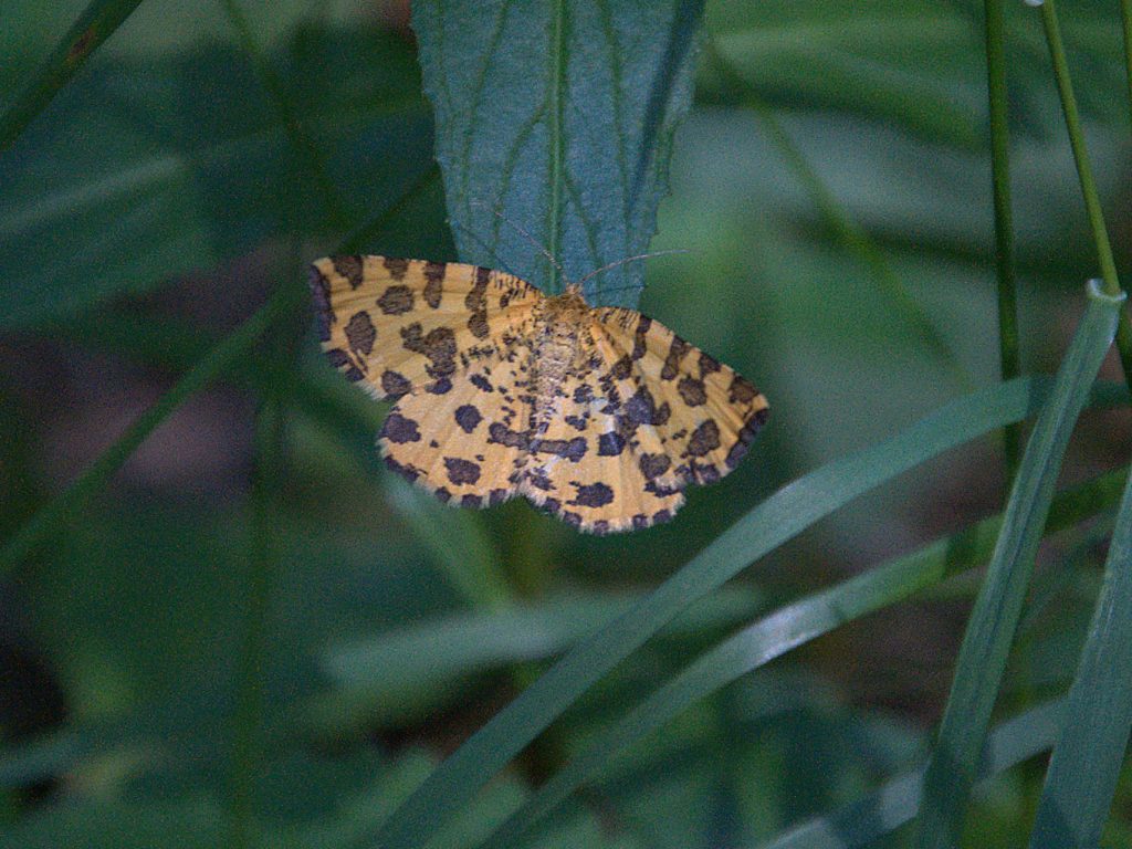 Panther-Spanner (Pseudopanthera macularia)_DSC_5387 -1