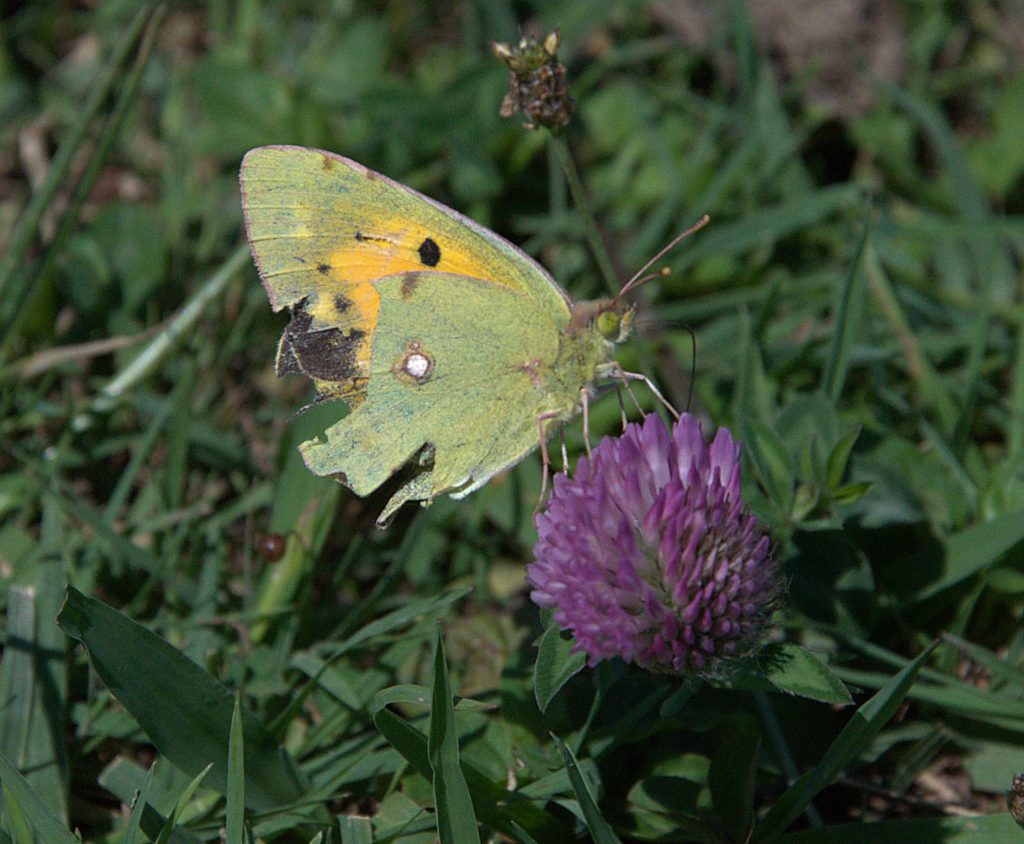Postillon (Colias croceus)_DSC_9783 -1