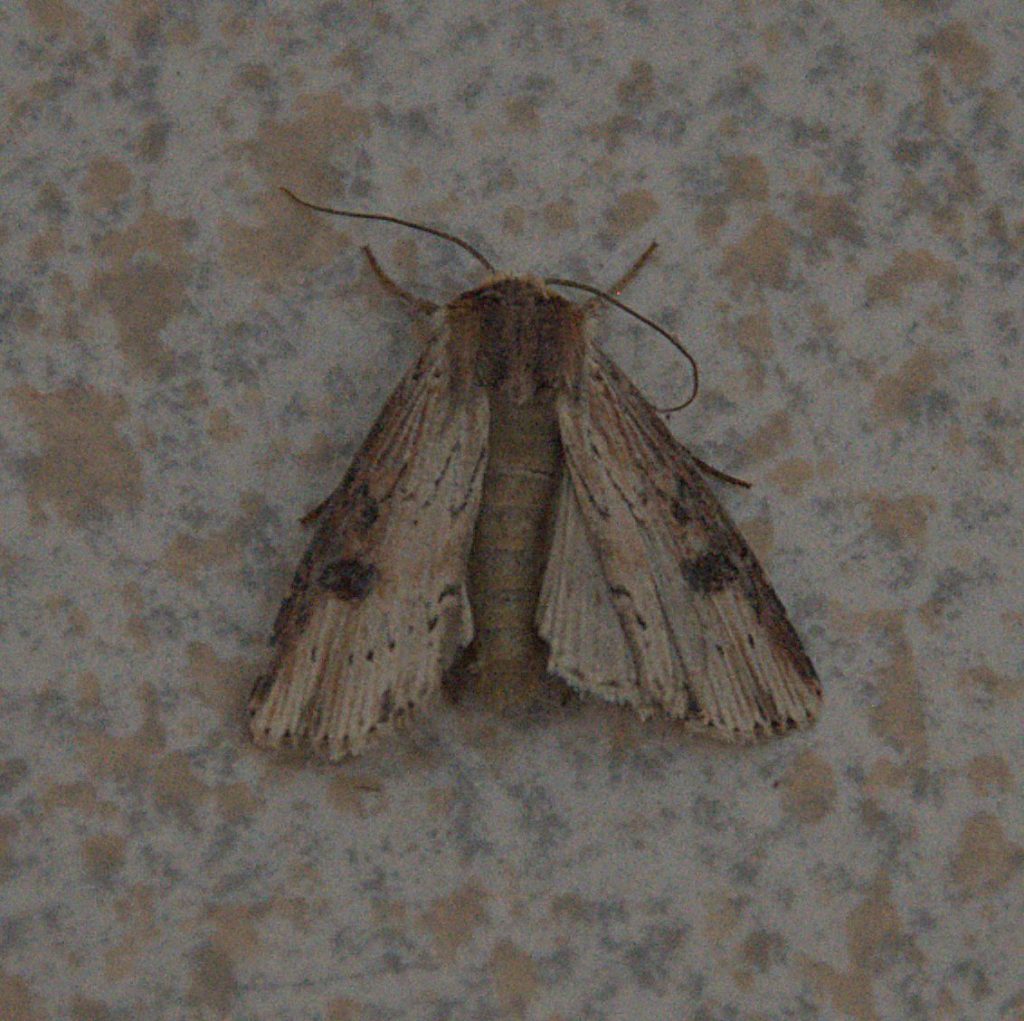 Putris-Erdeule (Axylia putris)_DSC_9837 -1