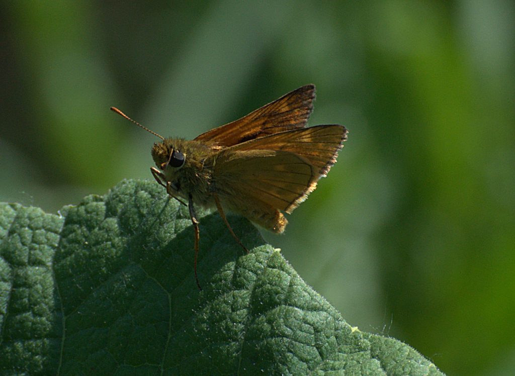 Rostfarbiger Dickkopffalter (Ochlodes sylvanus)_DSC_4096 -1