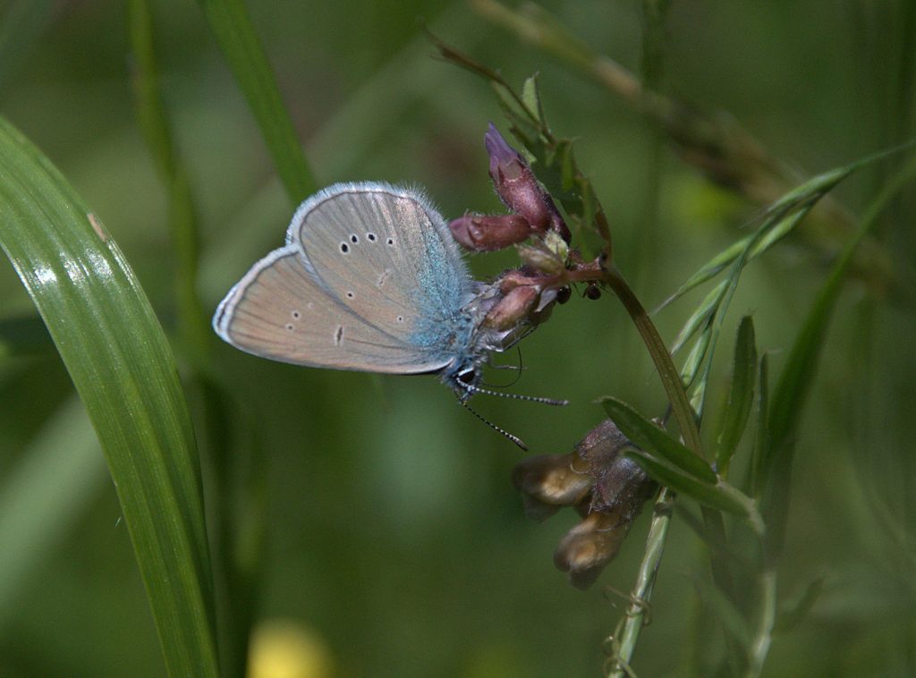 Rotklee-Bläuling (Polyommatus semiargus)_DSC_9118 -1