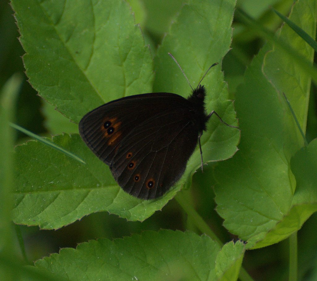 Rundaugen-Mohrenfalter (Erebia medusa)_DSC_1844