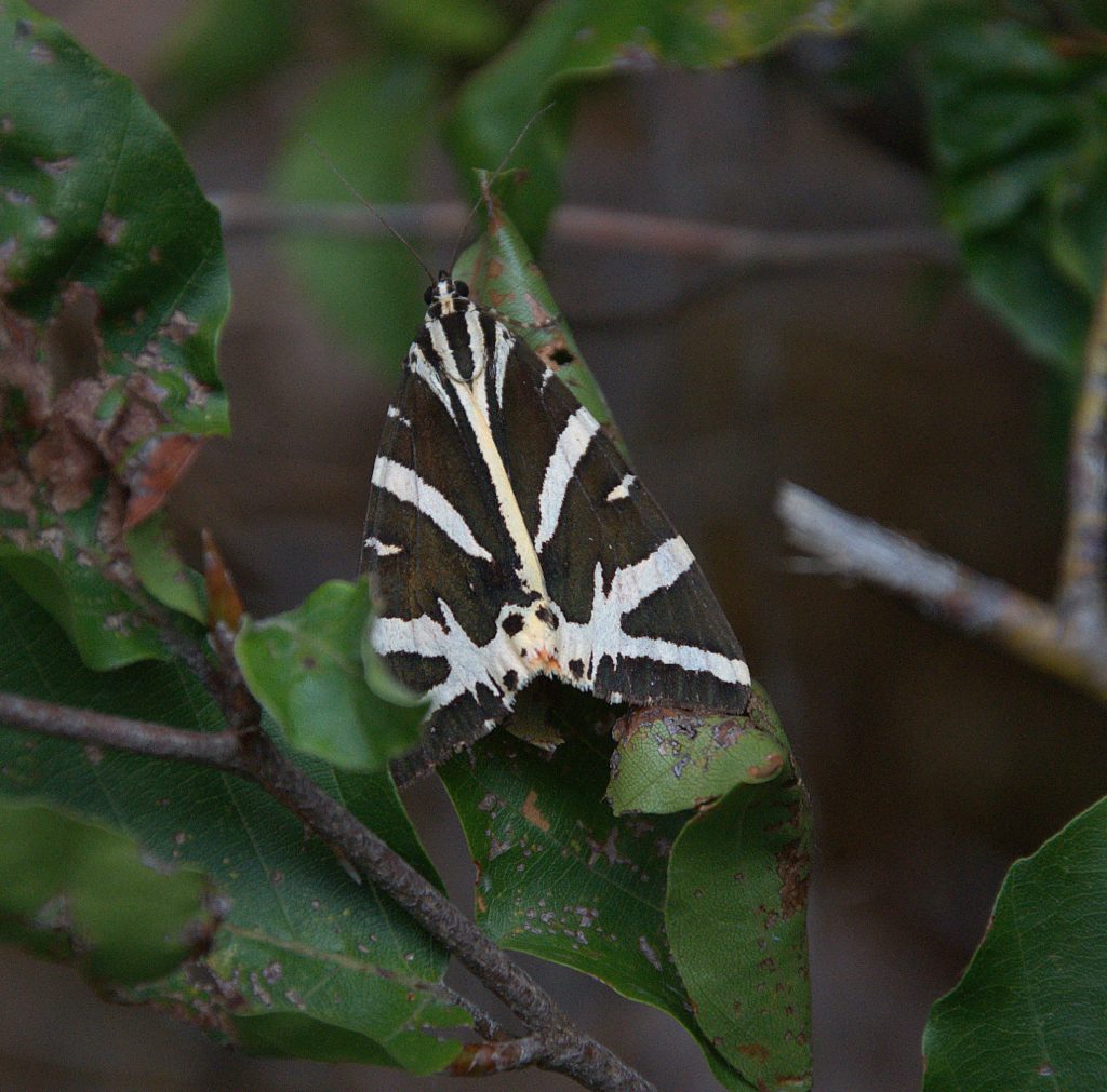 Russischer Bär (Euplagia quadripunctaria)_DSC_2242 -1