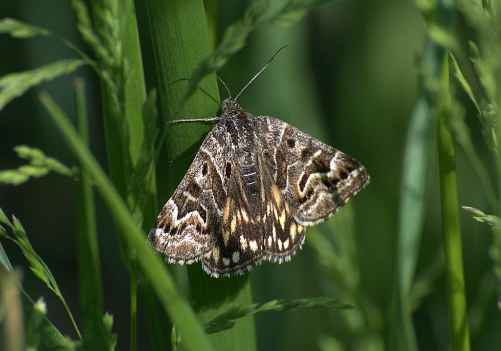 Scheck-Tageule (Euclidia mi)_DSC_4089 -1