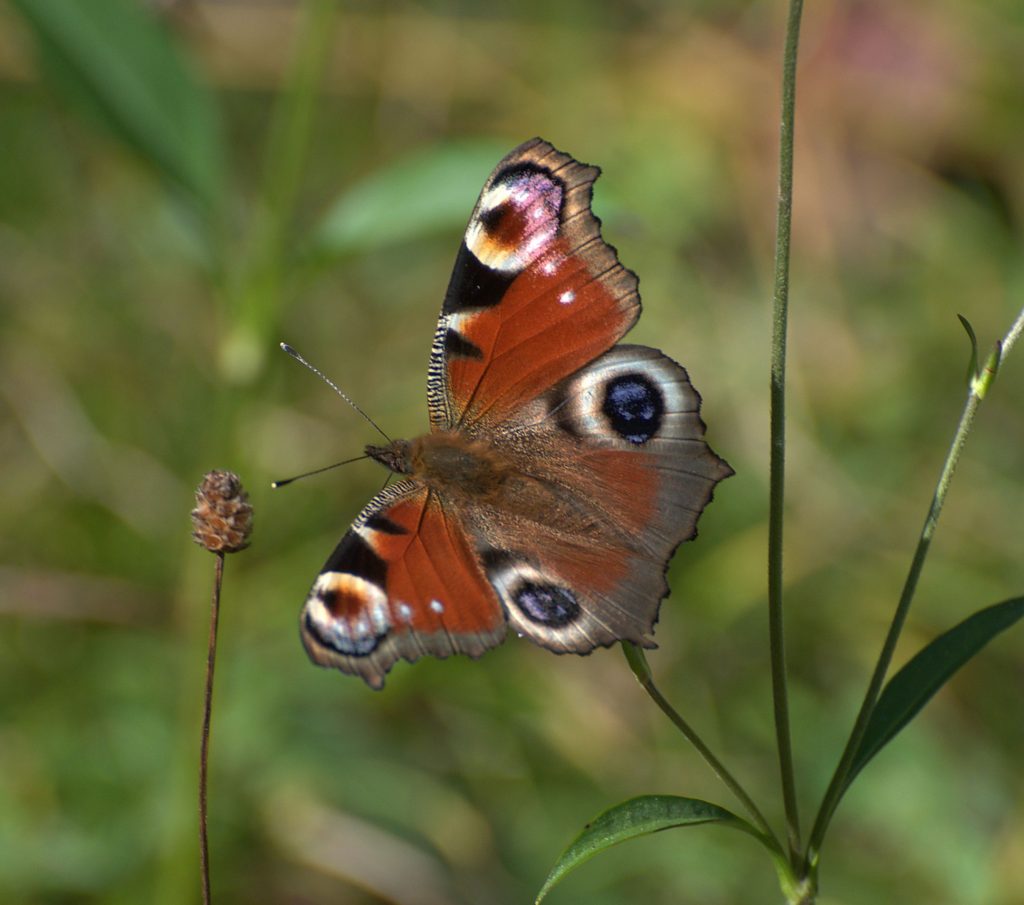 Tagpfauenauge (Aglais io)_DSC_7352