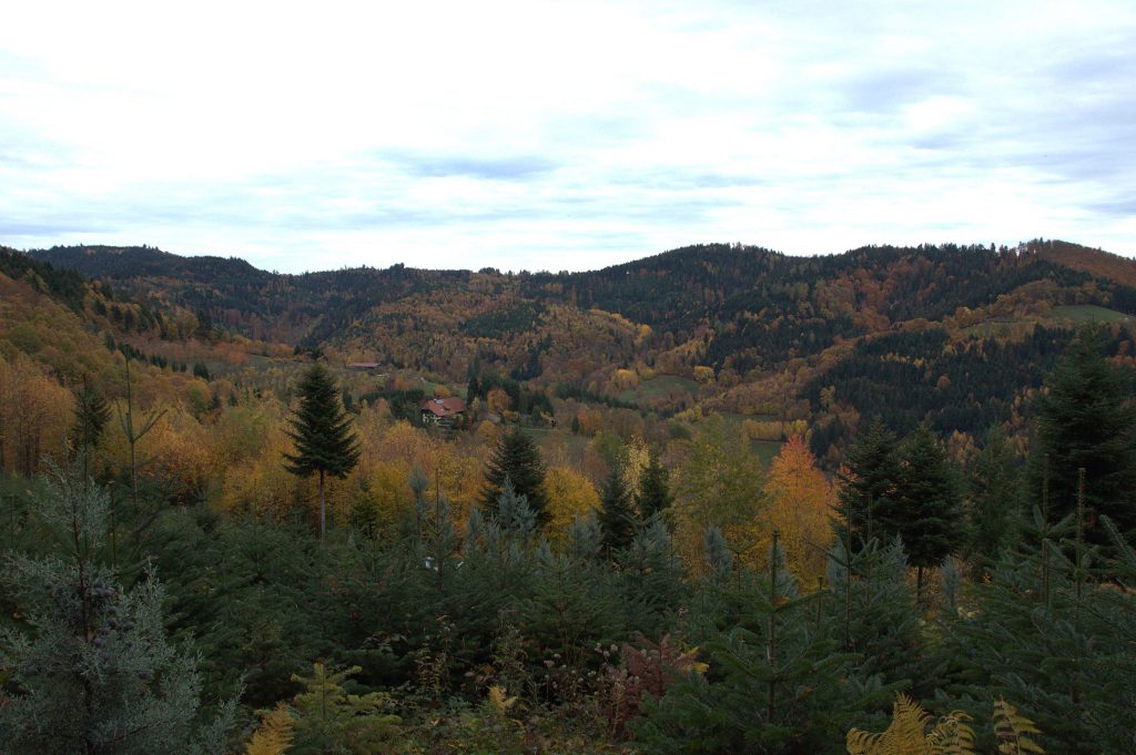 Herbst im Schwarzwald