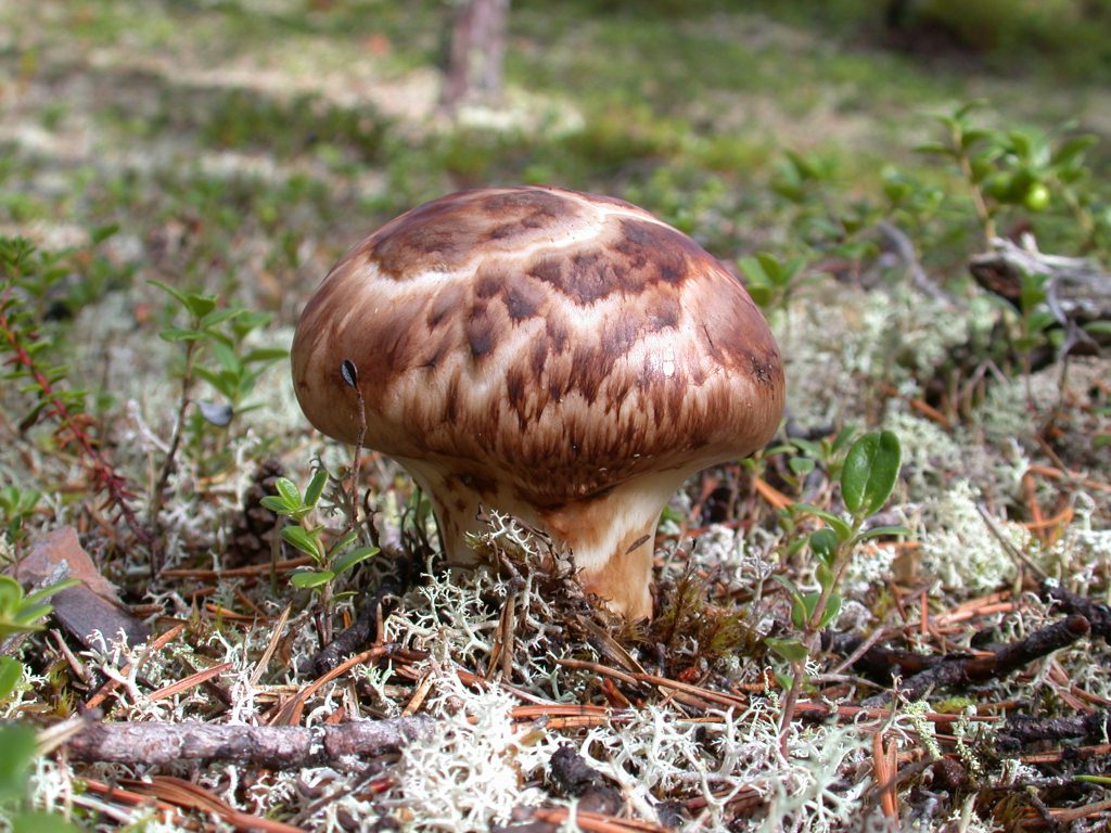 02_r_Tricholoma matsutake01