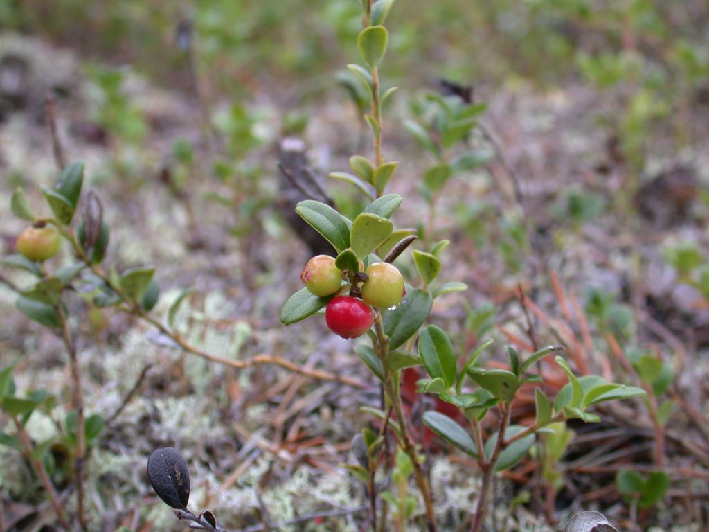 02_r_preiselbeeren01