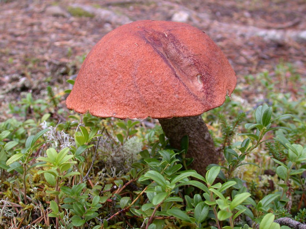 02_r_rotkappe01
