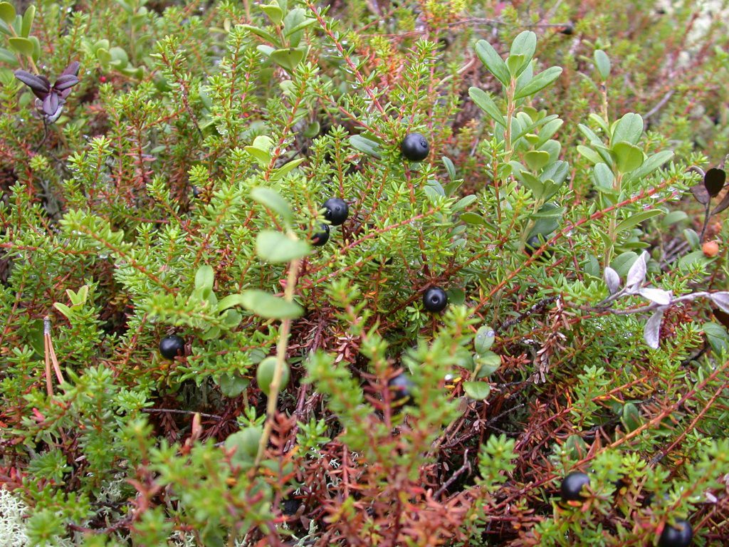 02_r_zwittrige_kraehenbeere02