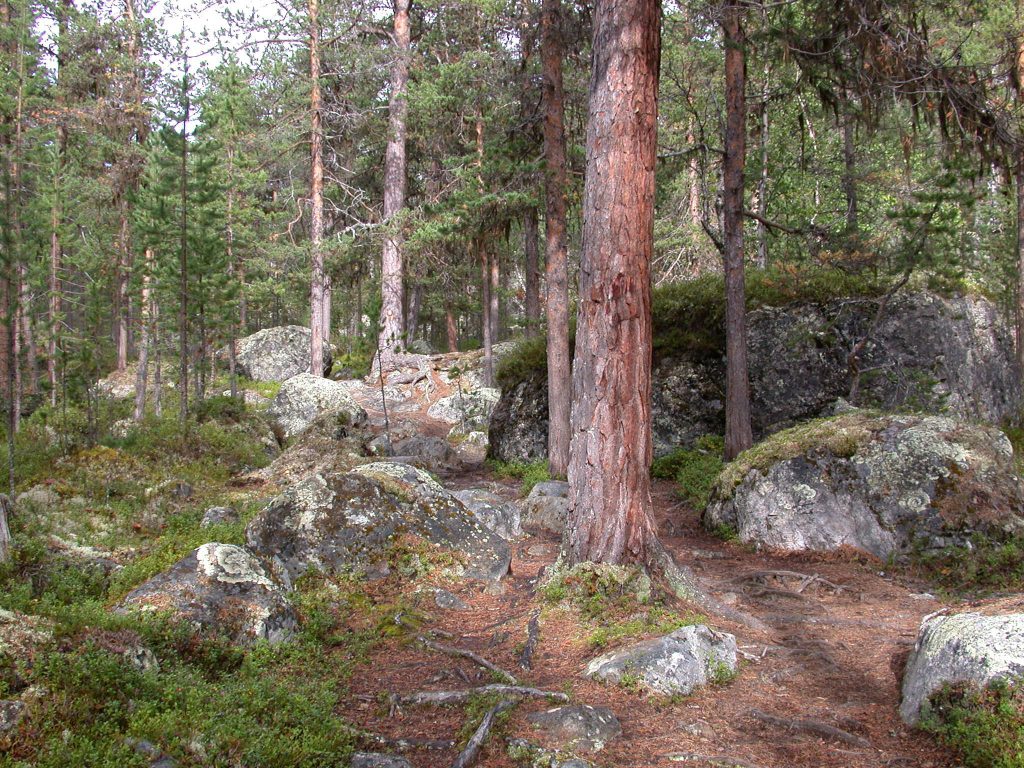 03_r_weg_zur_wildniskirche02