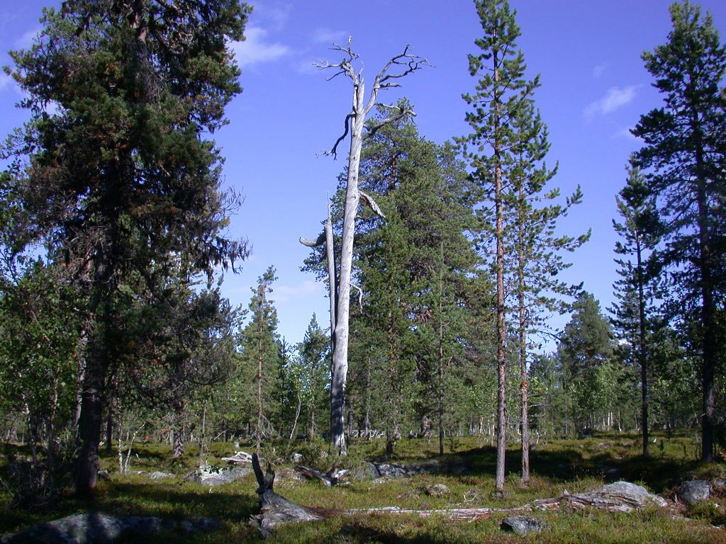 04_r_landschaft05