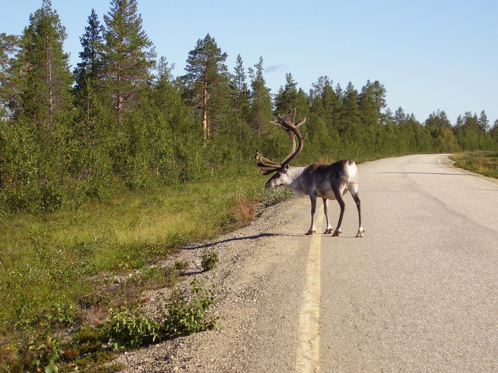 Ein Rentier (Rangifer tarandus) schaut uns nach by Seija