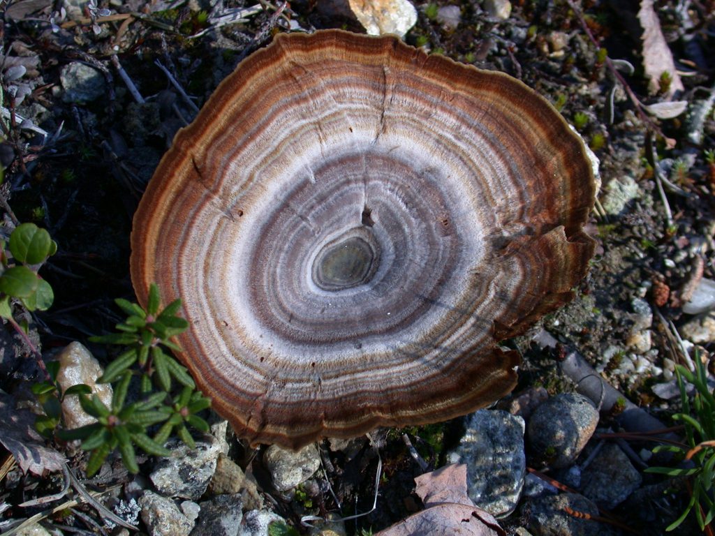 05_r_gebänderter_dauerporling01