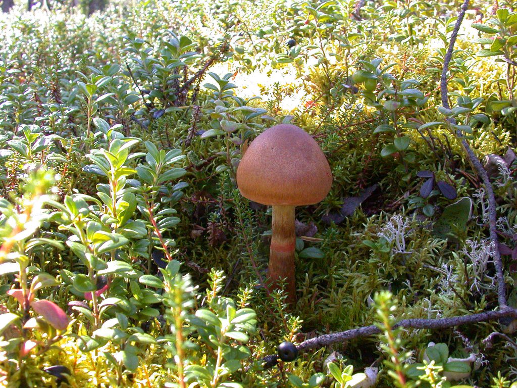 05_r_geschmückter_gürtelfuss01