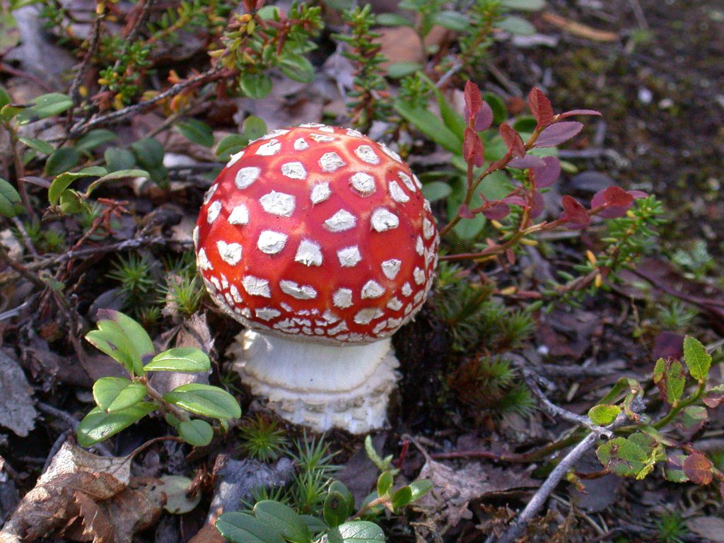 07_r_fliegenpilz02