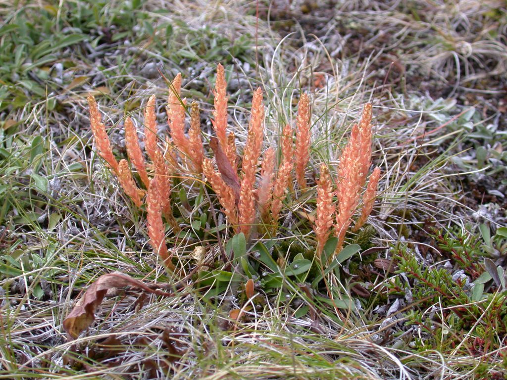 08_r_gezähnter_moosfarn01