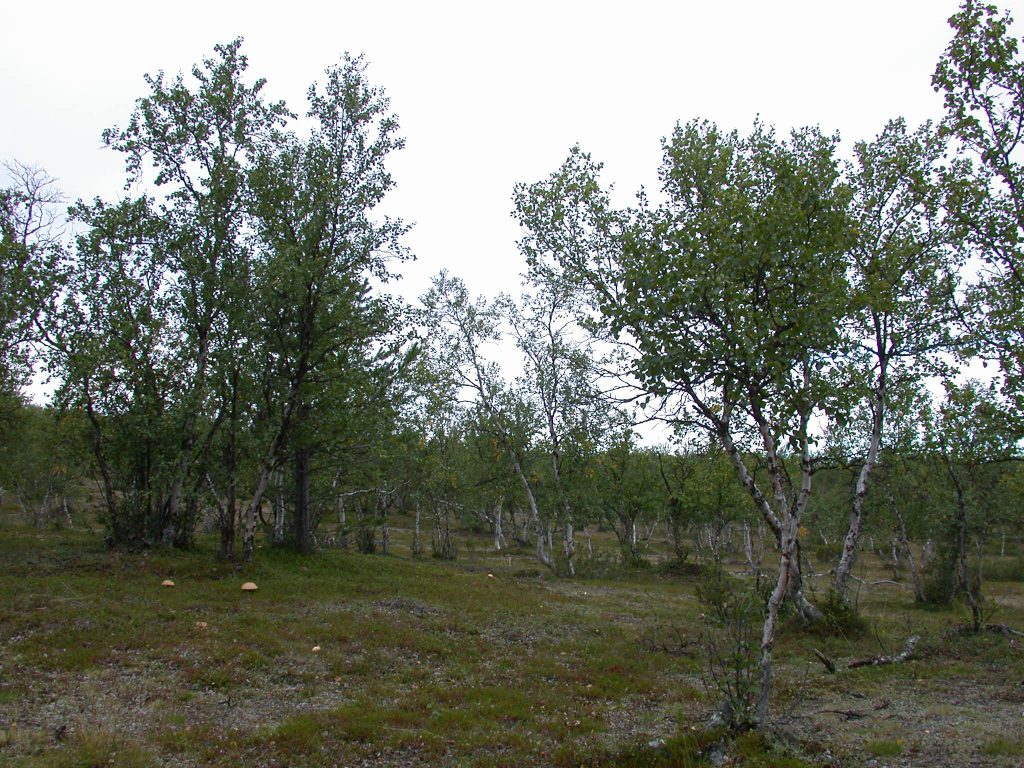 08_r_landschaft01