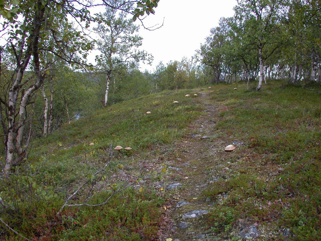 08_r_rotkappe05