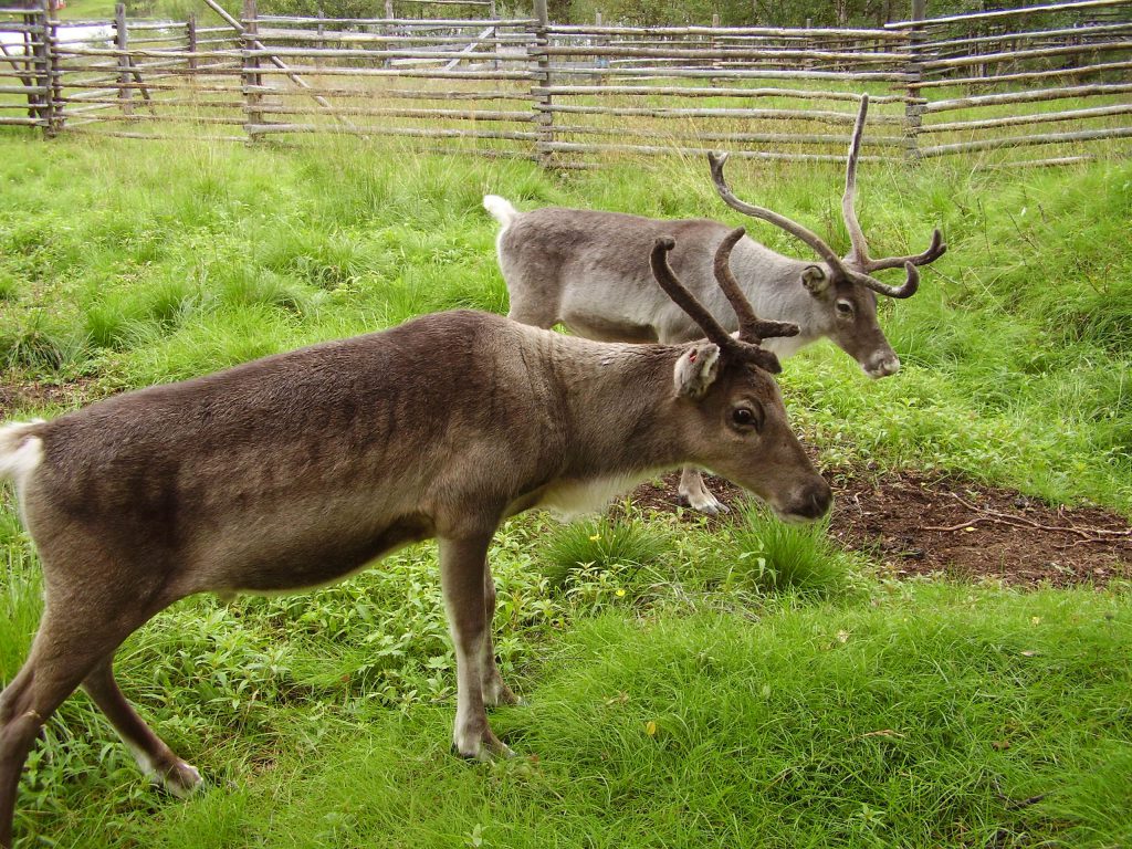 Auf der Rentierfarm