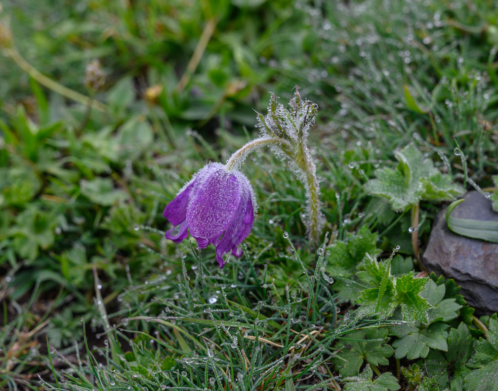 Frühlings-Kuhschelle (Pulsatilla vernalis)