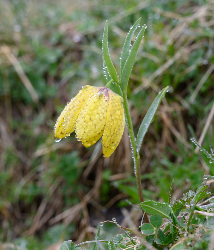 Schwefelgelbe Schachblume (Fritillaria collina)