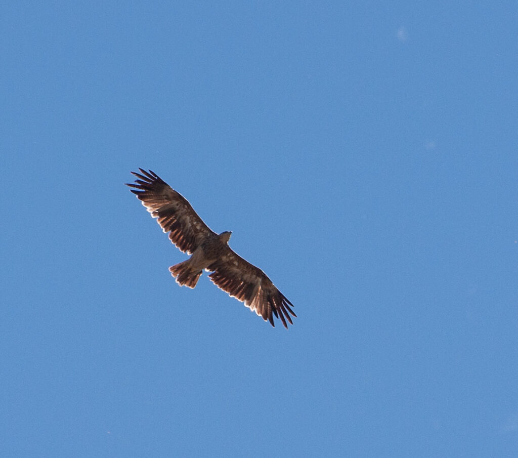 Kaiseradler (Aquila heliaca)