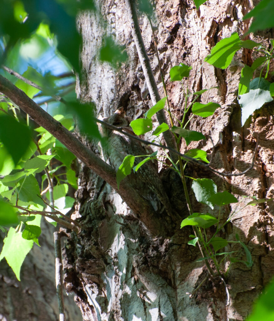 Zwergohreule (Otus scops)