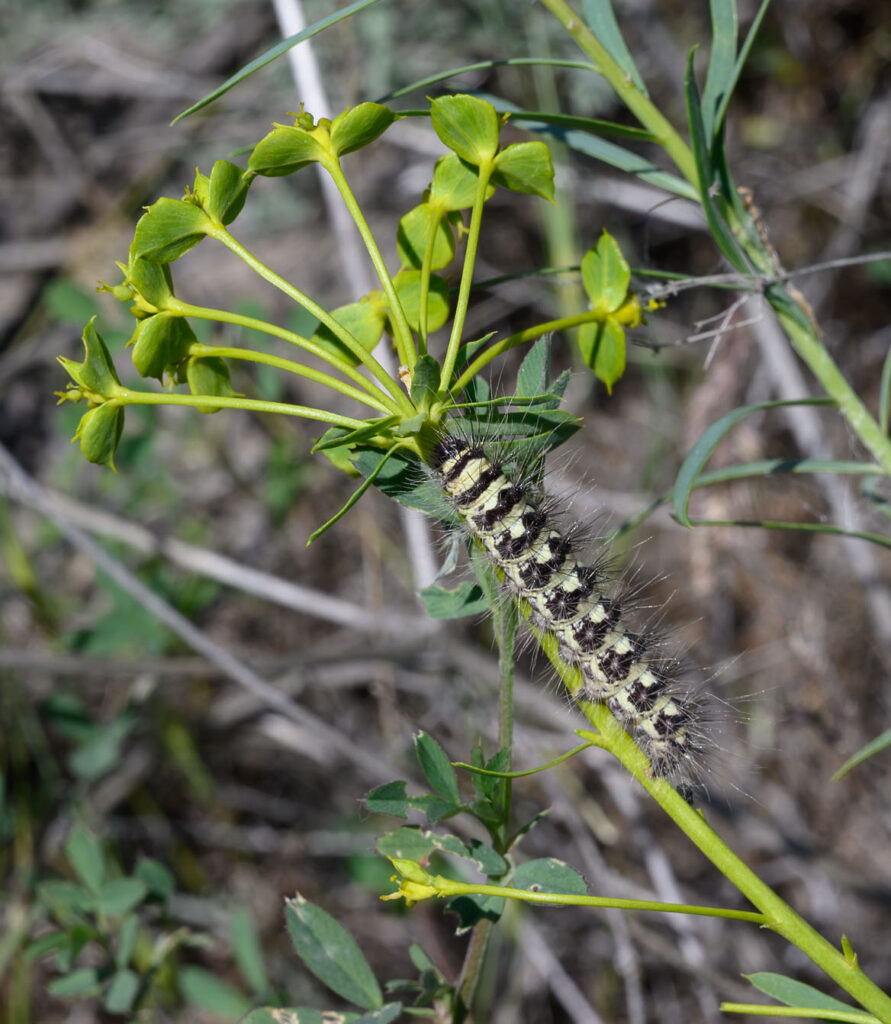 Eselswolfsmilch-Striemeneule (Simyra dentinosa)