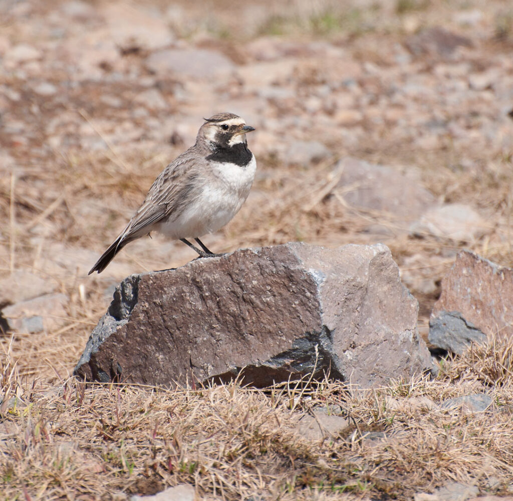 Östliche Ohrenlerche (Eremophila alpestris penicillata)